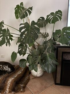 Artificial decorative plant