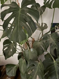 Artificial decorative plant