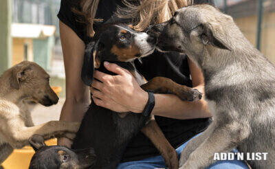 Dog Sitter Available in New York City!