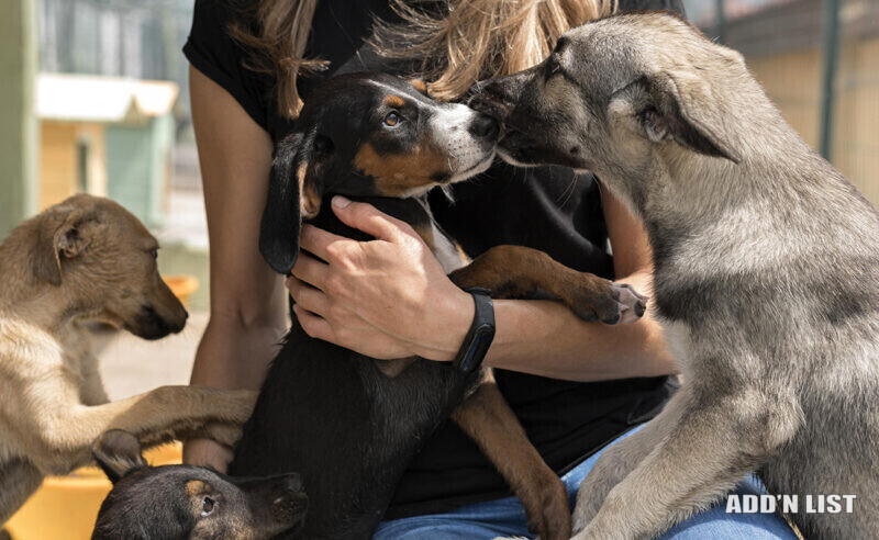 Dog Sitter Available in New York City!