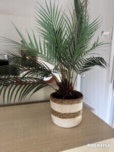 Indoor Plant